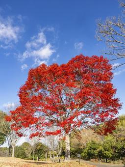 青空映える紅葉 青空映える紅葉 紅葉,秋,もみじの写真素材