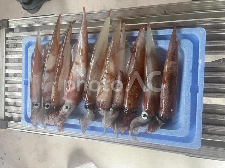 ササイカ釣り まな板,自然,海の写真素材