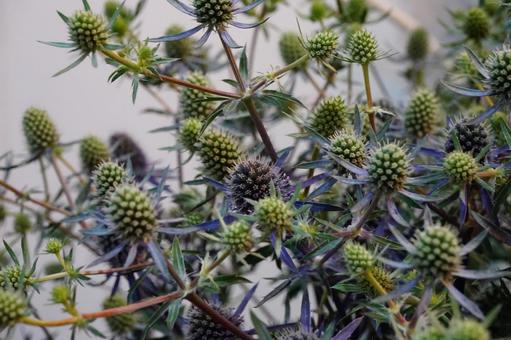 Thistle at the florist, JPG