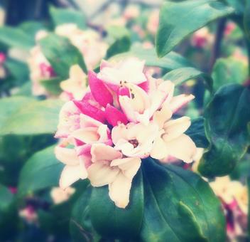 沈丁花 沈丁花の写真