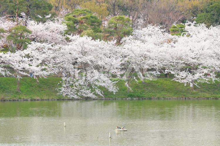 桜と池 さくら,桜,サクラの写真素材