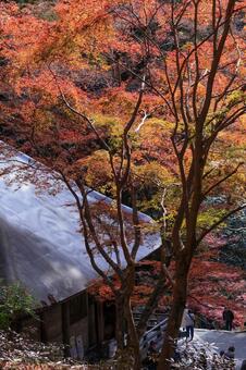 室生寺 室生寺,紅葉,もみじの写真素材