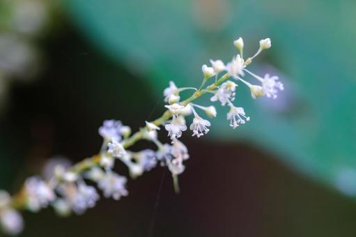 イタドリの花 イタドリの花の写真