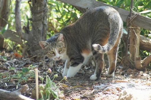 ねこ ねこ にゃんこ,可愛い,野良猫の写真素材