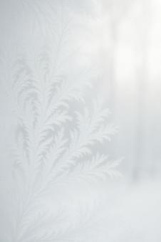 白霜の窓模様の写真