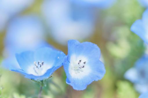 モフィラ瑠璃唐草の花クローズアップ モフィラ瑠璃唐草の花クローズアップ ネモフィラ,花,ルリカラクサの写真素材
