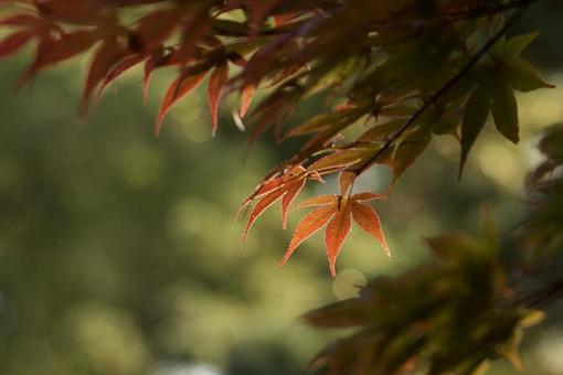紅葉 紅葉の写真