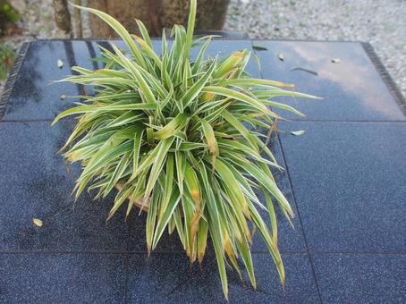 Photo, grass, orizlaran, plant, 
