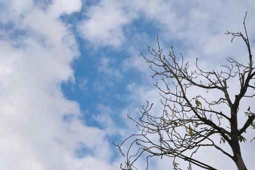冬の木と空 木,冬空,空の写真素材