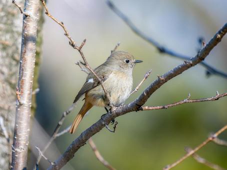 枝にとまるジョウビタキのメス・ジョビコ 枝にとまるジョウビタキのメス・ジョビコの写真