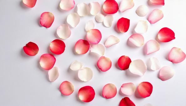 薔薇の花びら 薔薇の花びらの写真