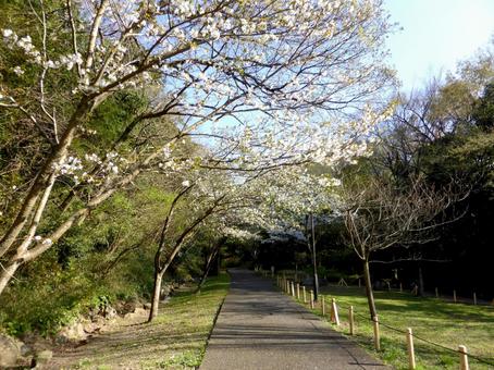 4月の鎌倉中央公園、遊歩道を歩く 4月の鎌倉中央公園、遊歩道を歩く 鎌倉中央公園,園内,道の写真素材