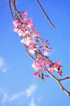 桜と青空 桜と青空の写真