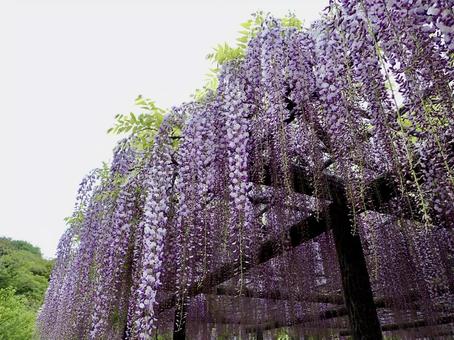 玉敷神社の藤まつり 藤,藤まつり,玉敷神社の写真素材