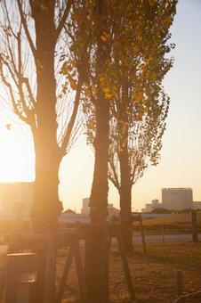 夕景 夕景の写真