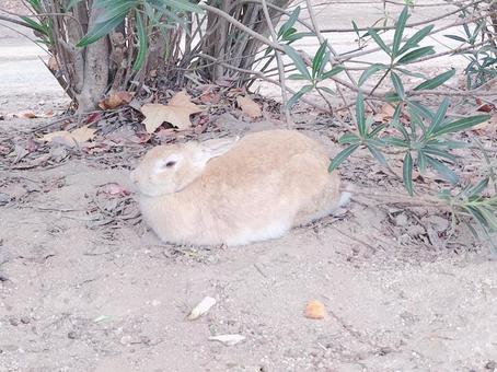 大久野島のうさぎ うさぎ,動物,大久野島の写真素材
