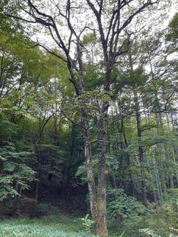 谷間のサワグルミ 谷間のサワグルミの写真