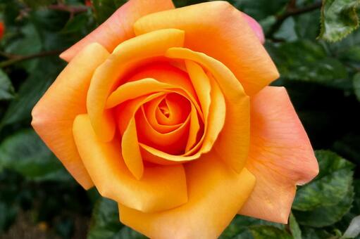 鮮やかなオレンジ色の薔薇のクローズアップ バラ,花,オレンジの写真素材