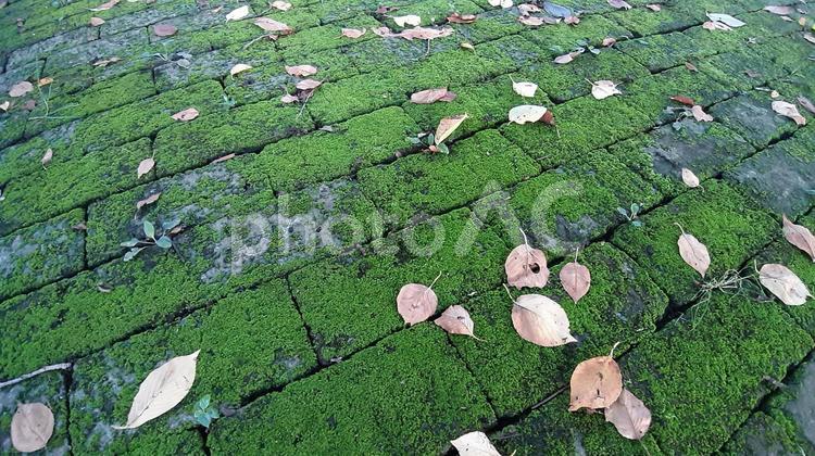 落ち葉と苔の生えたブロック組の地面C 落ち葉,苔,ブロックの写真素材