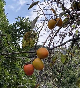 柿の実実 柿,植物,秋の写真素材