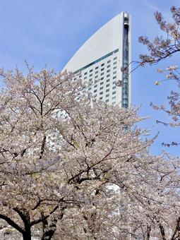 桜 桜の写真