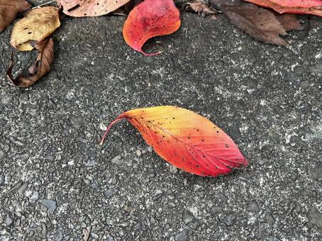 秋の風景 落ち葉,落葉,枯れ葉の写真素材