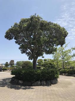 木 木の写真