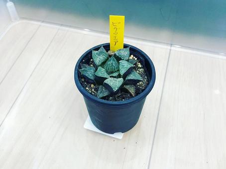 鉢植えの多肉植物(ハオルチア) 鉢植えの多肉植物(ハオルチア)の写真