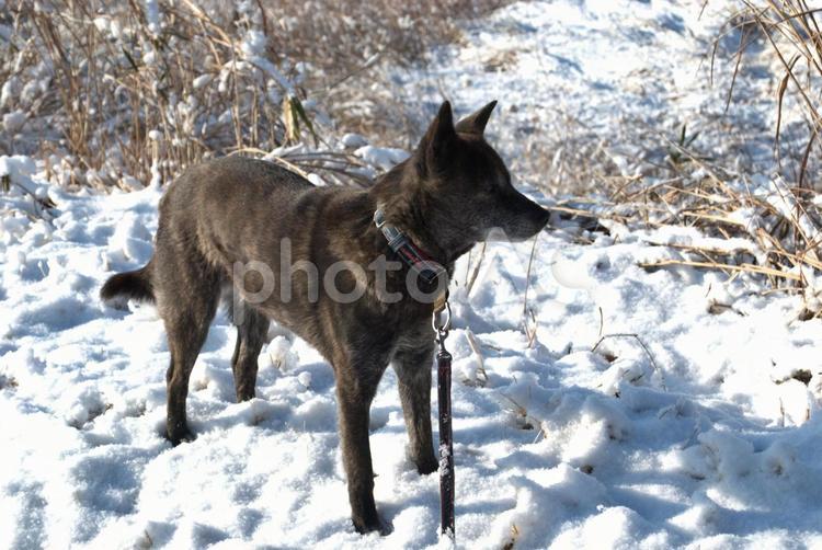 冬の犬のお散歩 冬,犬,雪の写真素材