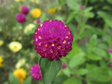 Photo, thousands of red, it's beautiful, a flower, 