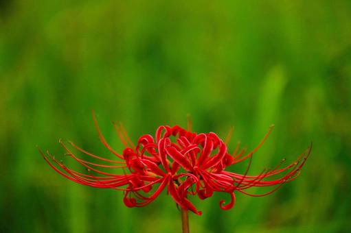 彼岸花 緑と赤のコントラスト-4 彼岸花 緑と赤のコントラスト-4の写真