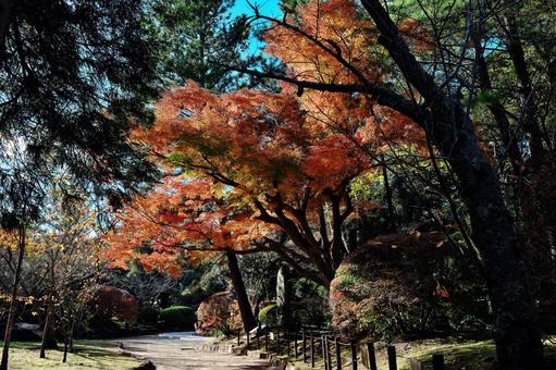 成田山公園の紅葉と遊歩道 千葉県成田市,成田山公園,紅葉狩りの写真素材