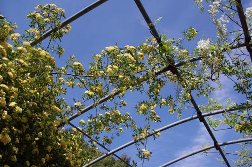 青空に咲くモッコウバラの黄色い花の写真