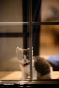 窓辺の子猫 窓辺の子猫 マンチカン,猫,子猫の写真素材
