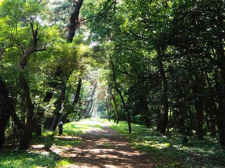Photo, tree trees, sunbeams leaves, a row of trees, 