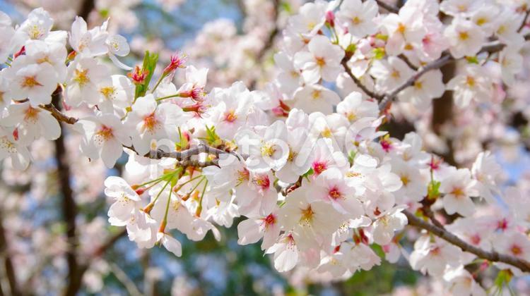 桜の花と青空（ソメイヨシノ） さくら,web背景,花の写真素材