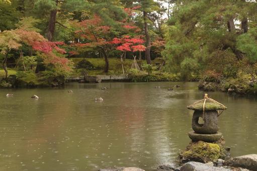 池と紅葉 池,もみじ,庭の写真素材
