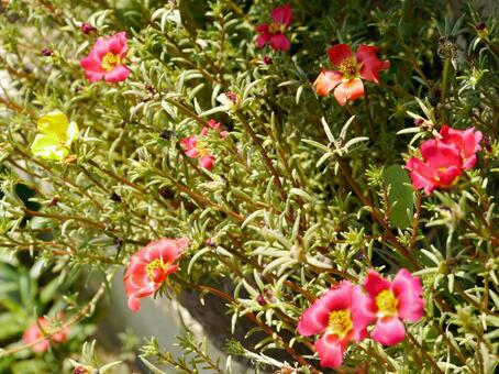 カラフルな松葉牡丹（ポーチュラカ）の花 マツバボタン,カスミソウ,ポーチュラカの写真素材