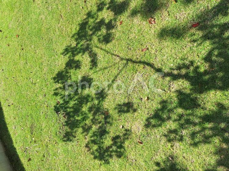 芝生と木の影 木漏れ日,木,青空の写真素材