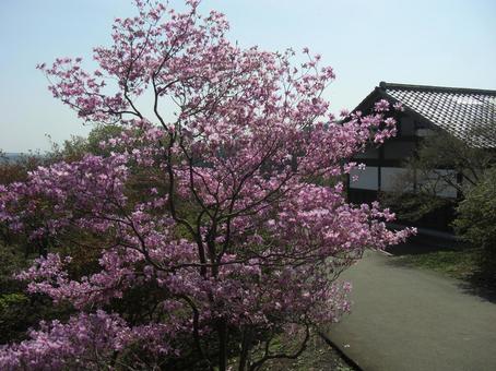 ツツジ-9 ツツジ,花びら,ピンクの写真素材