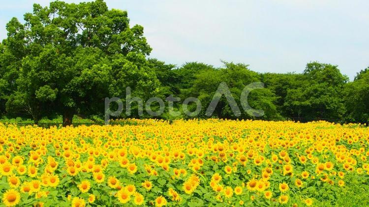 ひまわり畑と緑の木々 向日葵,ヒマワリ畑,花畑の写真素材