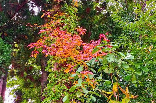 2025年10月の里山1 紅葉,黄葉,色づくの写真素材