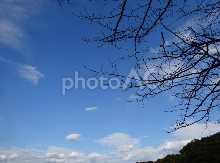 青空と冬の木 冬の木,青空,白い雲の写真素材