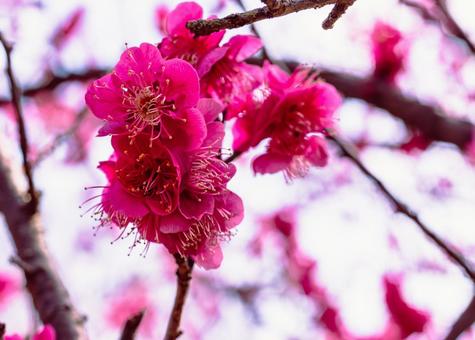 本庄運動公園 梅の花4ー53 本庄運動公園 梅の花4ー53の写真