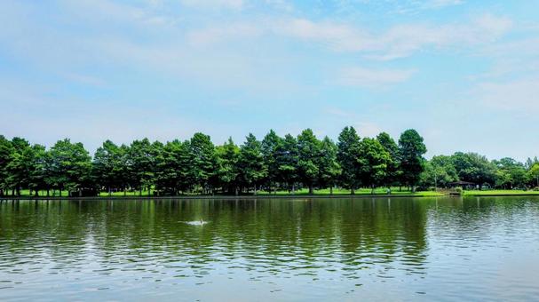 夏の水元公園・小合溜&緑の木々(葛飾区) 夏の水元公園・小合溜&緑の木々(葛飾区) 夏,水元公園,池の写真素材