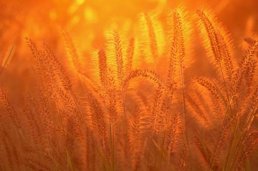 夕陽に染まって 夕焼け,オレンジ,オレンジ色の写真素材