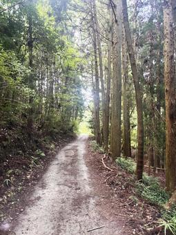 森の中にある山道 森の中にある山道の写真