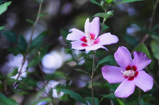 美しいムクゲの花 美しいムクゲの花の写真