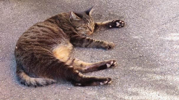 肉球をアピールしながらゴロ寝する可愛い猫 肉球をアピールしながらゴロ寝する可愛い猫 猫,キジトラ,肉球の写真素材