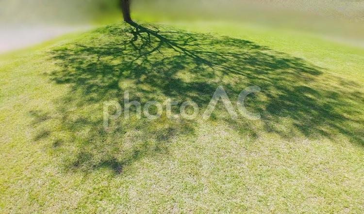 五月晴れの木陰 木陰,陰,芝生の写真素材
